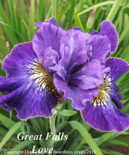 sib Great Falls Love (0)